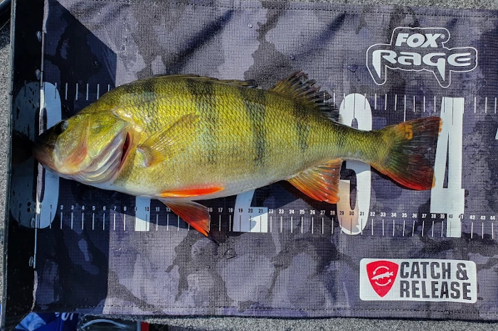 Fox Rage Camo Predator Measure - Accessories 3 Fox Rage Camo Predator Measure - Accessories - Image 3