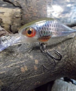 Rapala Shadow Rap Fat Jack 4cm - Crankbaits and jerkbaits -Predator Fishing Online Shop dovhj1je637432999349349071