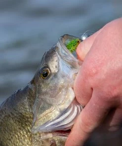Fox Rage Micro Jig Heads - Jig heads & rattles 6 Fox Rage Micro Jig Heads - Jig heads & rattles -Predator Fishing Online Shop e1melzbz637304035797828539