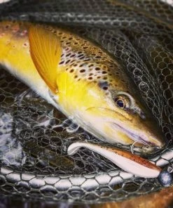 Fox Rage Zander Pro Shads - Softbaits & shads 6 Fox Rage Zander Pro Shads - Softbaits & shads -Predator Fishing Online Shop lpqdx53g637774892941688686