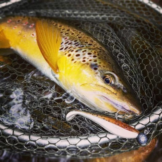 Fox Rage Zander Pro Shads - Softbaits & shads 3 Fox Rage Zander Pro Shads - Softbaits & shads - Image 3