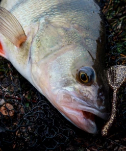 Fox Rage Floating Creature Ultra UV Shovel Shad - Softbaits & shads