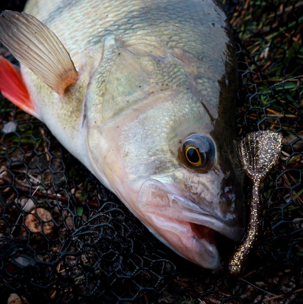 Fox Rage Floating Creature Ultra UV Shovel Shad - Softbaits & shads 1 Fox Rage Floating Creature Ultra UV Shovel Shad - Softbaits & shads