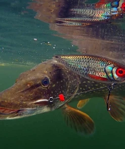 Rapala X-Rap Haku 14cm - Crankbaits and jerkbaits -Predator Fishing Online Shop oh4kcxla637442216808448557