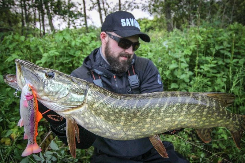 Savage 4D Line Thru Pulse Tail Trout 16cm - Softbaits & shads 2 Savage 4D Line Thru Pulse Tail Trout 16cm - Softbaits & shads - Image 2