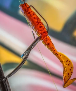 Korum Snapper Buoyant Squirlyz - Shads & soft lure sets 5 Korum Snapper Buoyant Squirlyz - Shads & soft lure sets -Predator Fishing Online Shop y1npa1bv637678233993688448